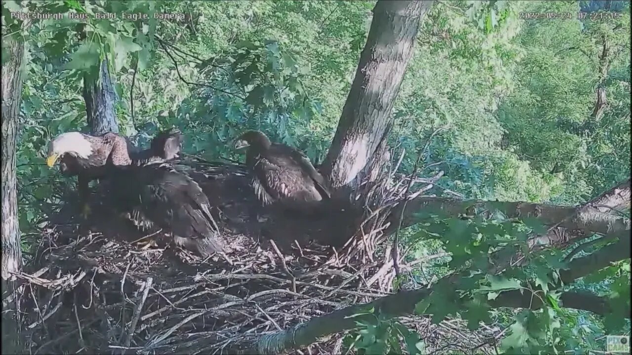 Hays Bald Eagles Dad brings a Mouse but it Gets Away 52422 721