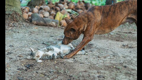 Hilarious Cats and Dogs Compilation - Try Not to Laugh!"