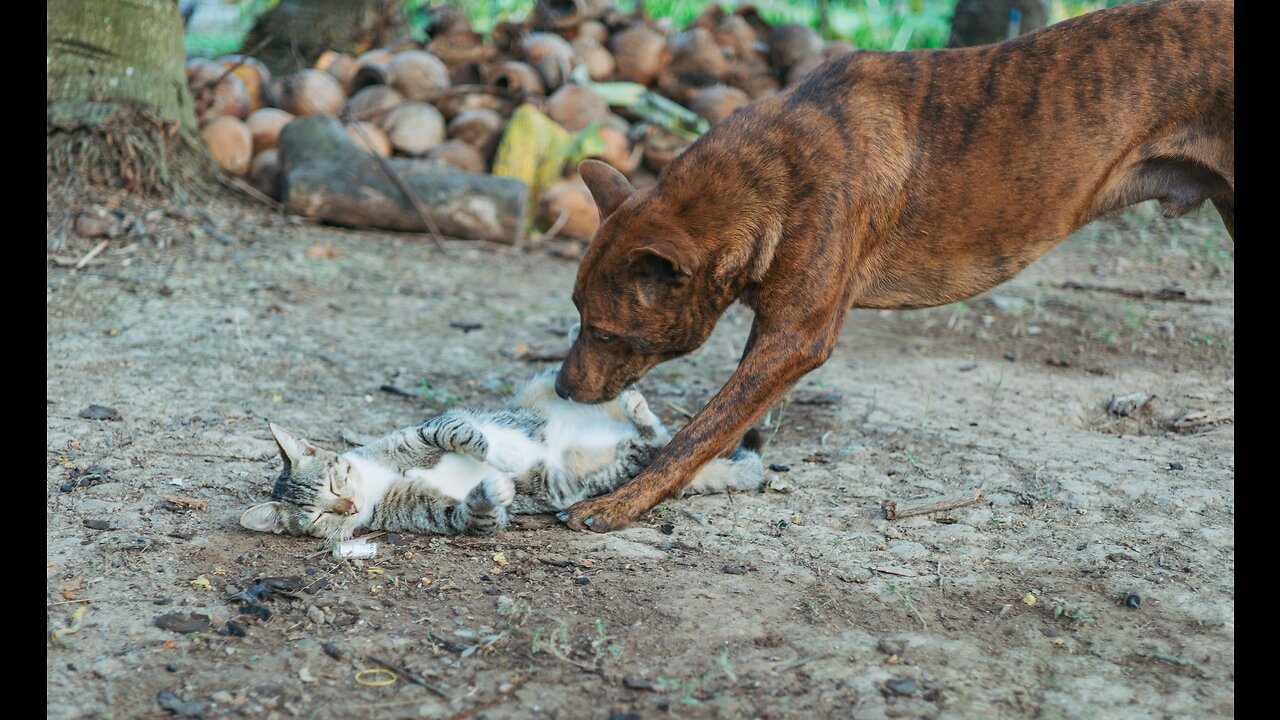 Hilarious Cats and Dogs Compilation - Try Not to Laugh!"