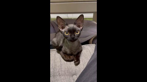 Devonrex TETO