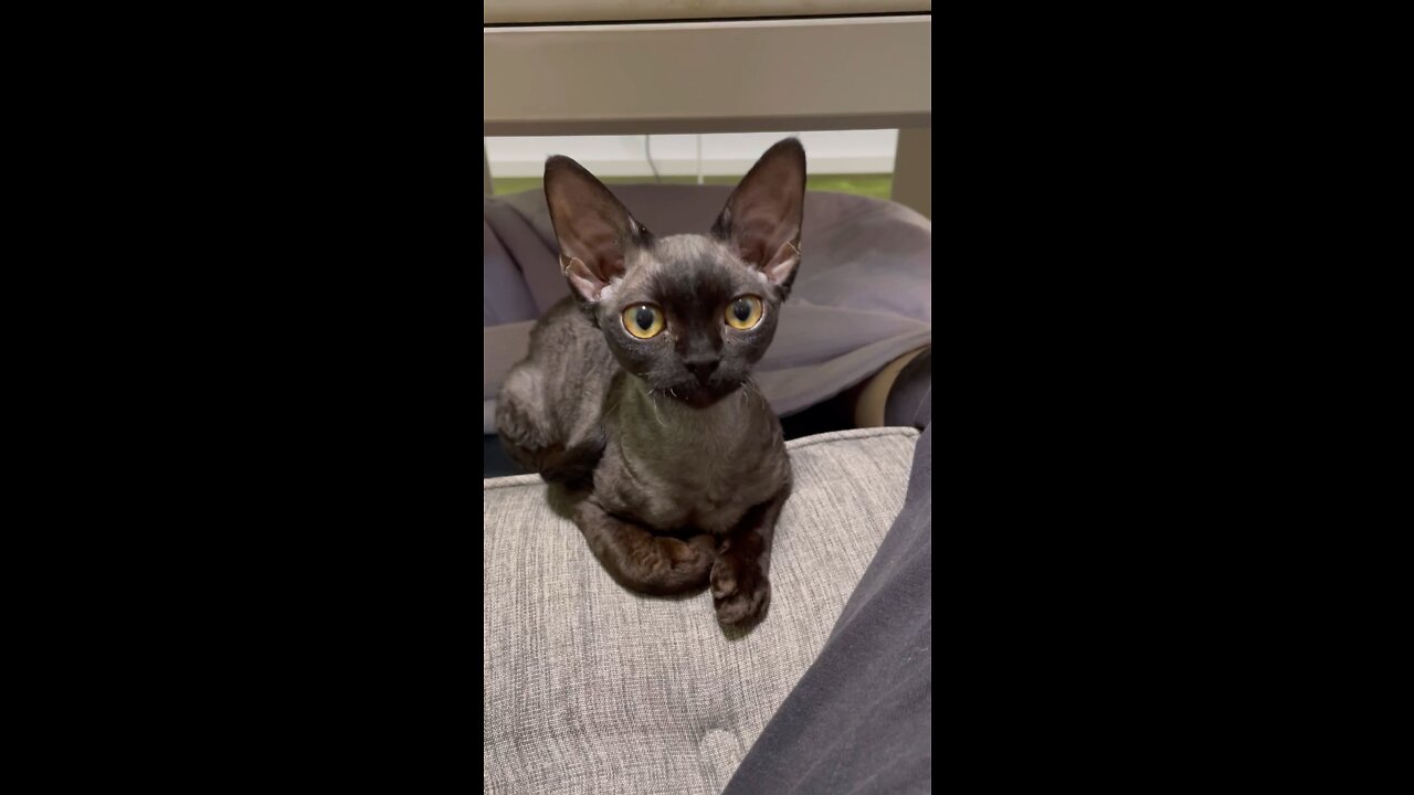 Devonrex TETO
