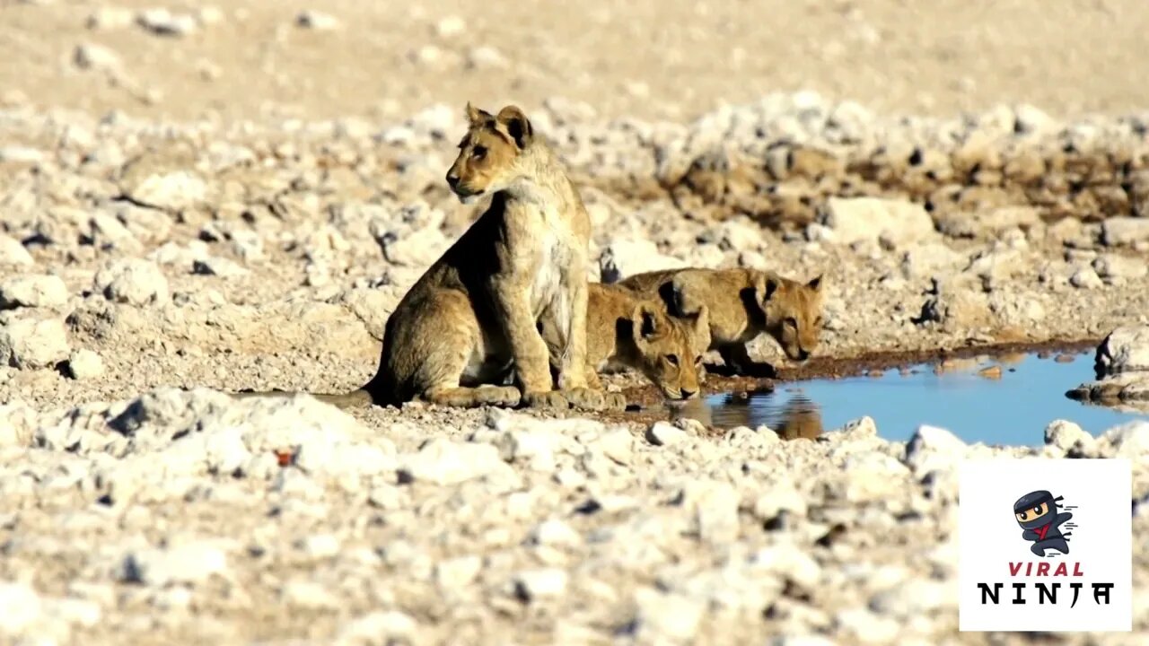 Cute lion cubs drinking water in a pond in Africa