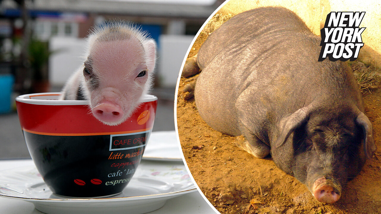 Pandemic 'mini pigs' end up here thanks to clueless pet owners