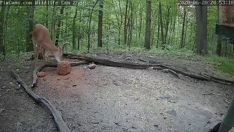 Fawn runs up to buck