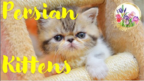 ADORABLE Persian Kittens