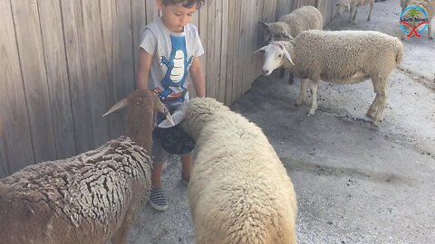 Shah suleman Budget Announcement, Sheep Got Stolen, Calligraphy, latest News From Saudia