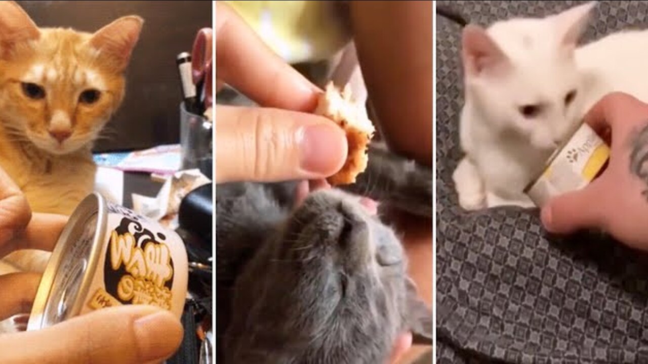 Wake up cats with food - Collection of funny cats