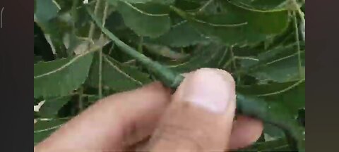 Green chilli commercial