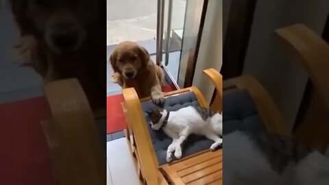 cat and dog