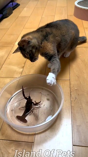 Funny Cats And Dogs Videos 😂 #1 - Best Funniest Animal Videos 2023 😅