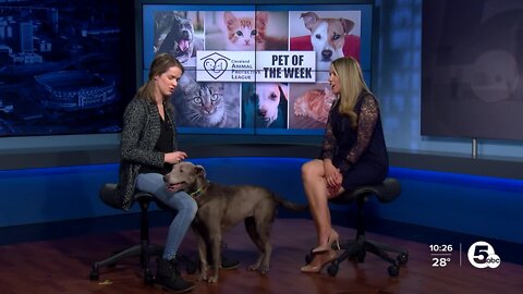 Nubia is Cleveland Animal Protective League's Pet of the Week