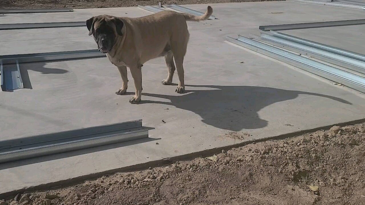 Sir Charles the Mastiff