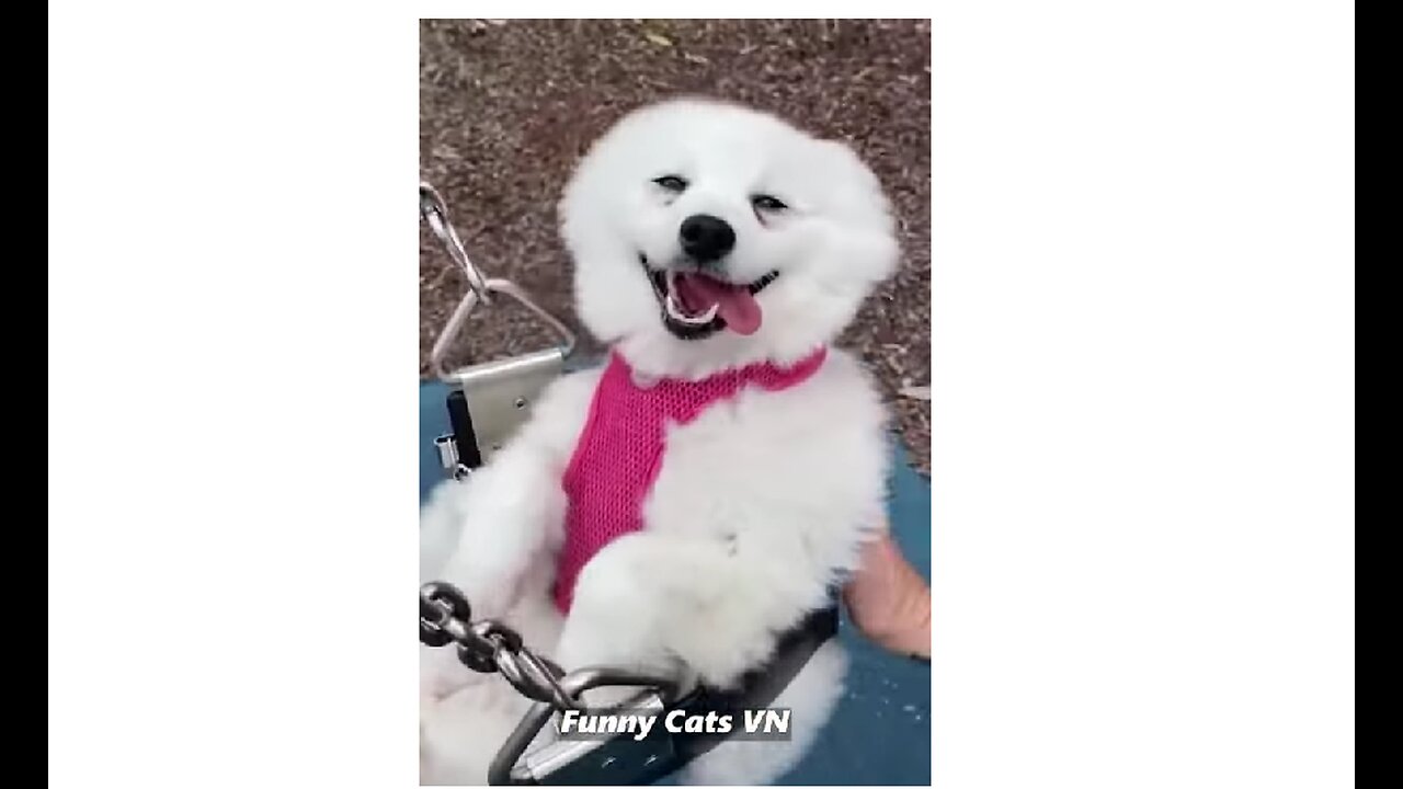 Best Funny Animal Videos