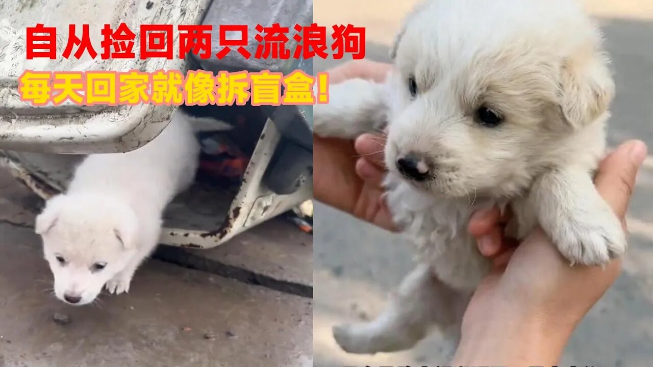 自从捡回两只流浪狗，生活发生了"惊人"的变化，每天回家就像拆盲盒！