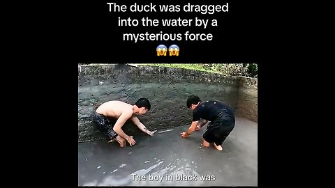 Duck was dragged into water by a mysterious creature