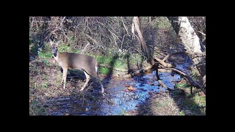 Doe in stream