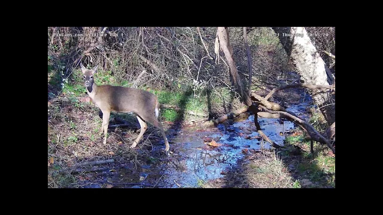 Doe in stream