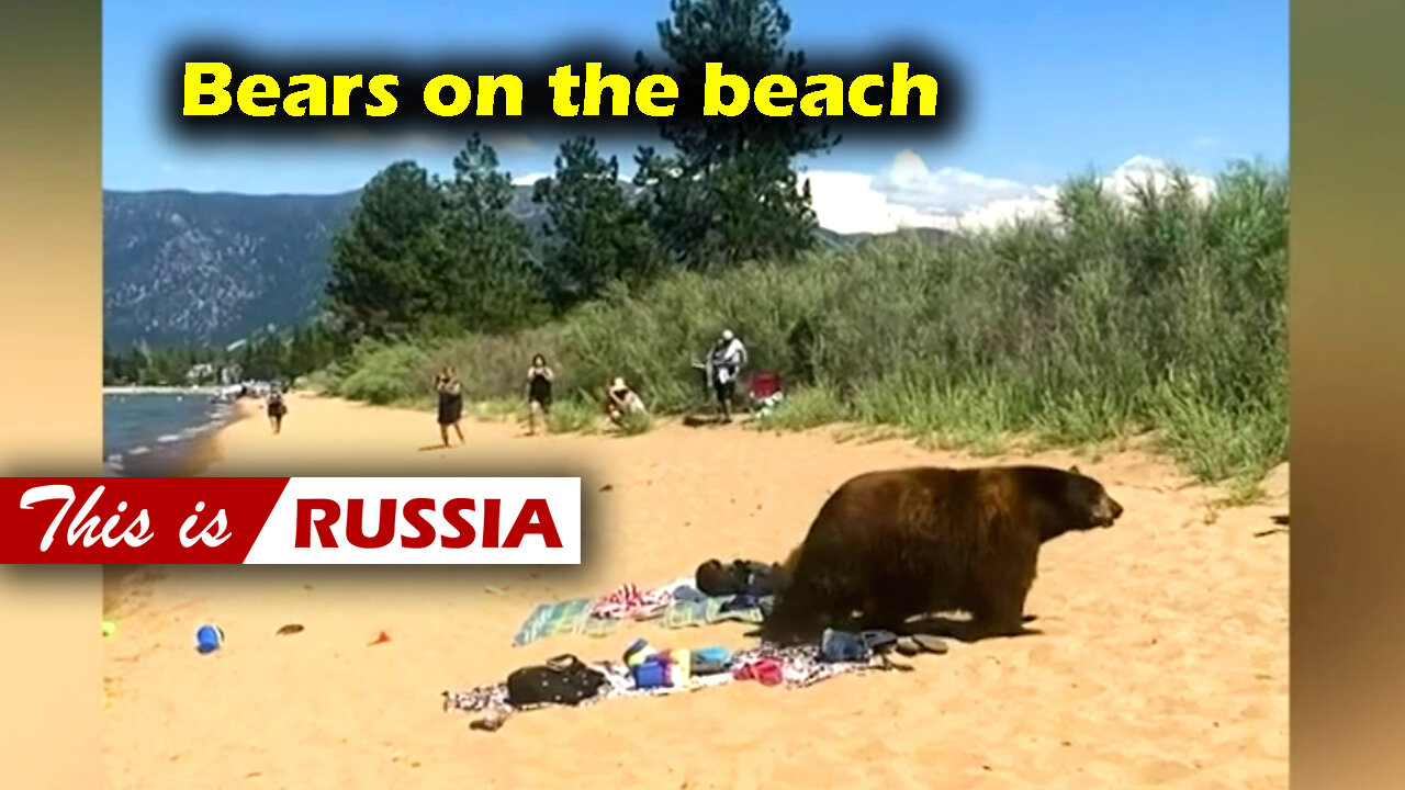 Bears on the beach. Various videos from Russian smartphones