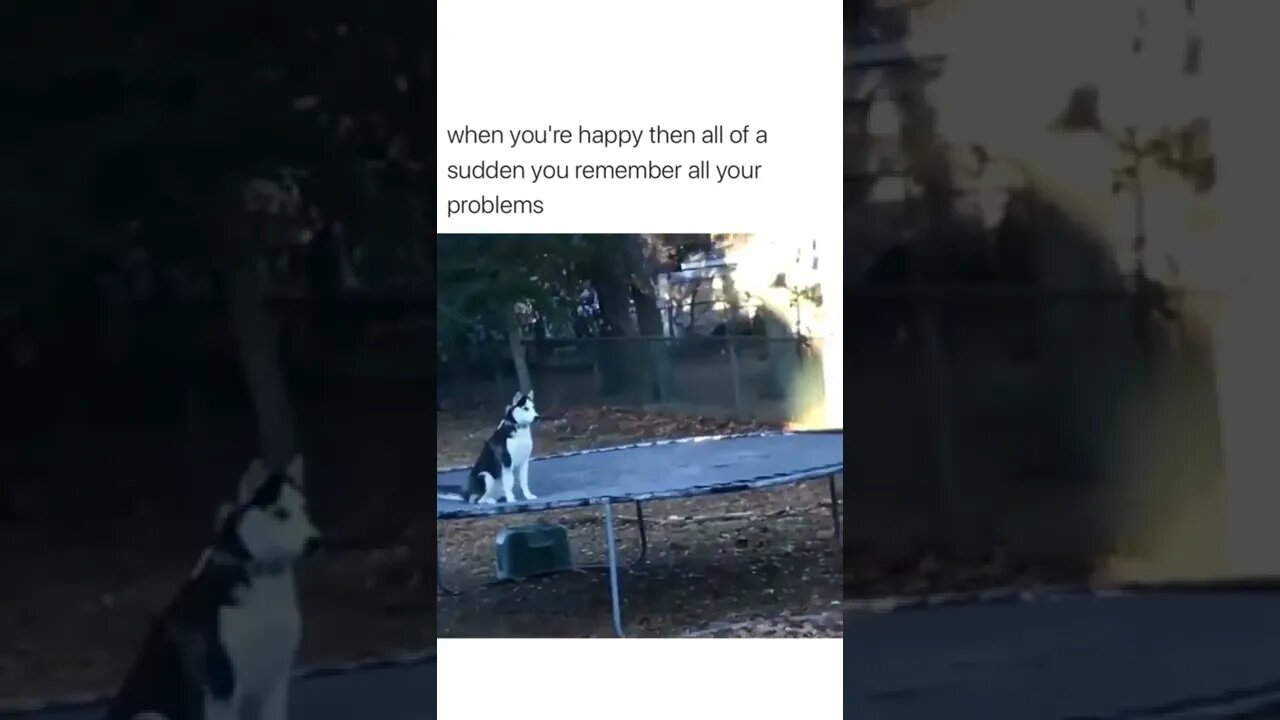 True af 😒 😂 🐶 #shortsvideo #shorts #fyp #funny #dog