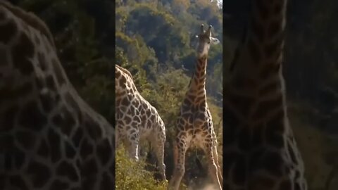 😱😱😱 2 girafas lutando