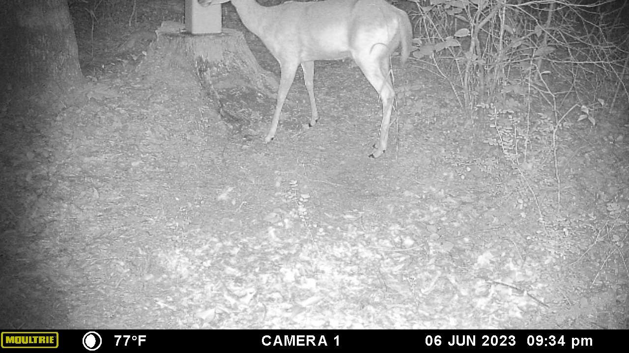 Proof rear deer lick the salt block