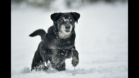 How To Make Dog Become Fully Aggressive With Few Simple tricks