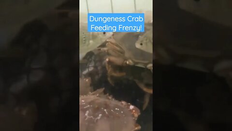 Dungeness Crab Feeding Frenzy!