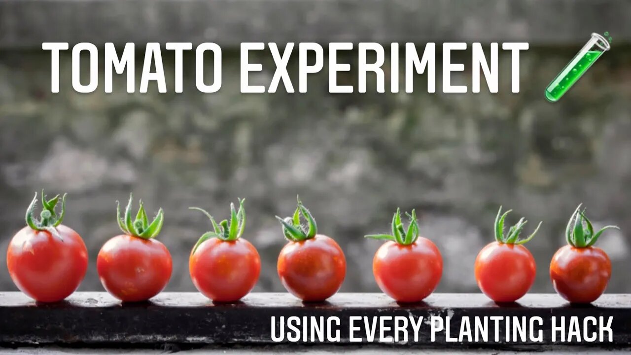 Tomato Plant Hack Experiment 🧪 TRYING EVERY GARDENING HACK TO SEE WHAT HAPPENS |Gardening in Canada