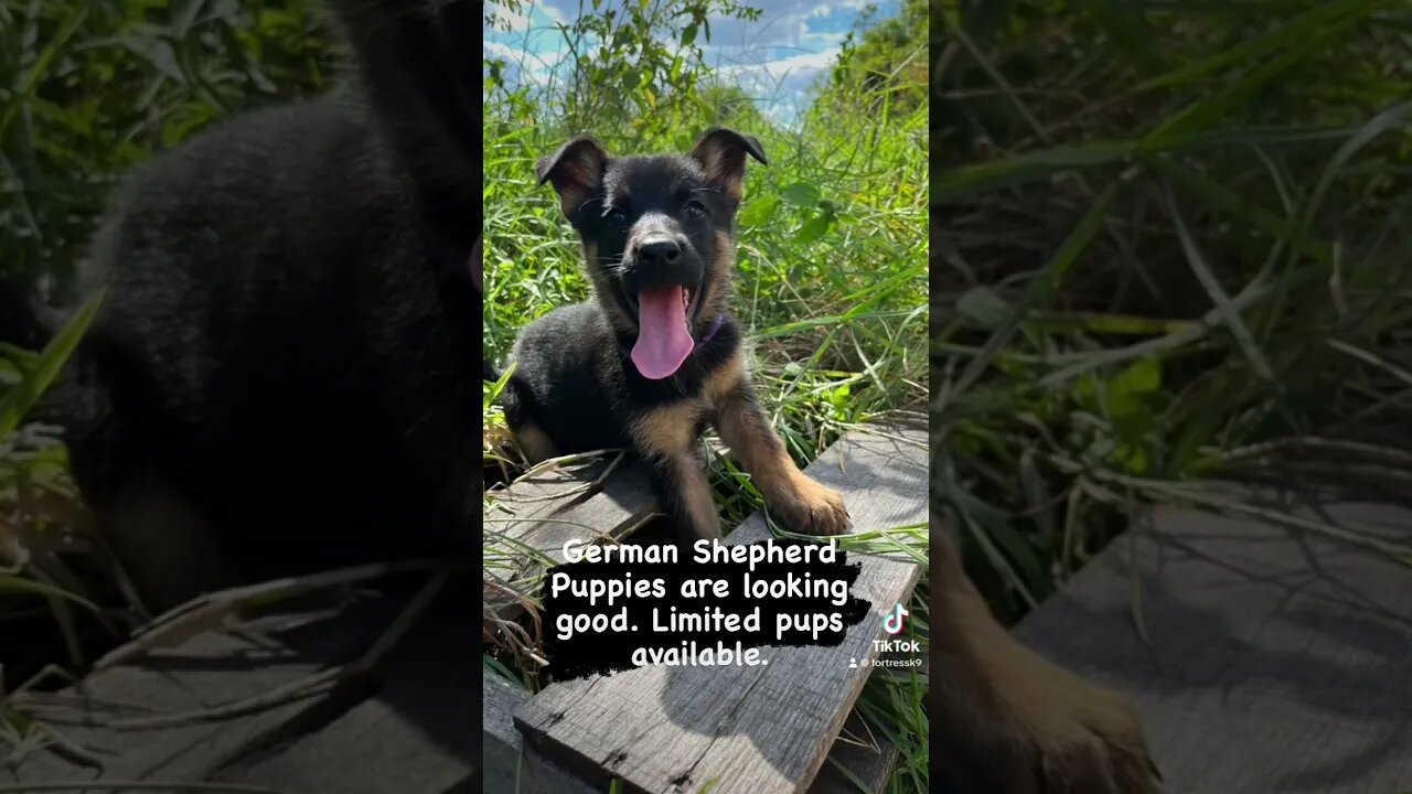Limited German Shepherd male puppies available. Fortressk9.com/puppies
