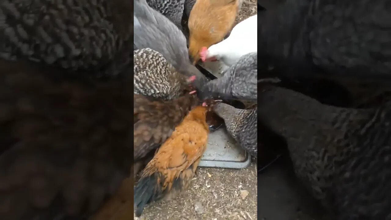 Salisbury steak is no match for chickens seeking to chow down. #chickens #steak