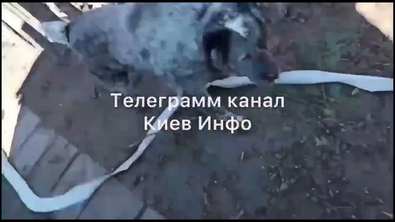 🇺🇦Graphic War18+🔥Sniper Shoots Drone Down Perfect Hit on Russia UAV - Kyiv Region, Ukraine #Shorts