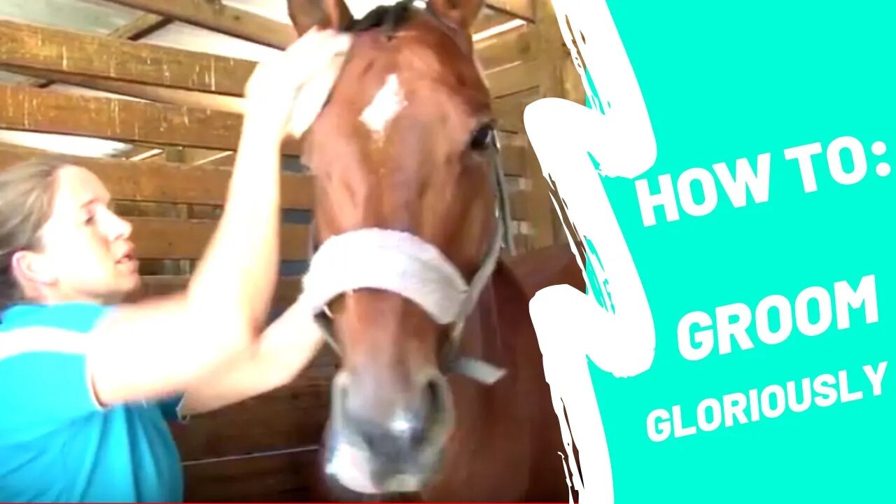 How to #5: Groom your horse using Alan Davies brushes and Carr, Day & Martin products