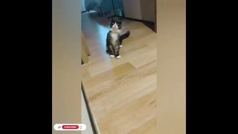 cute cat videos 😹 funny videos 😂1064