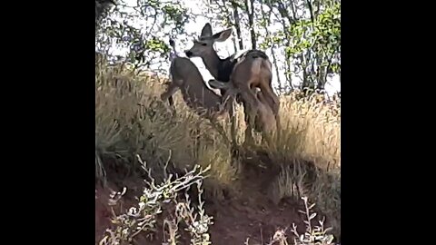 Babie deer feeding on mama.