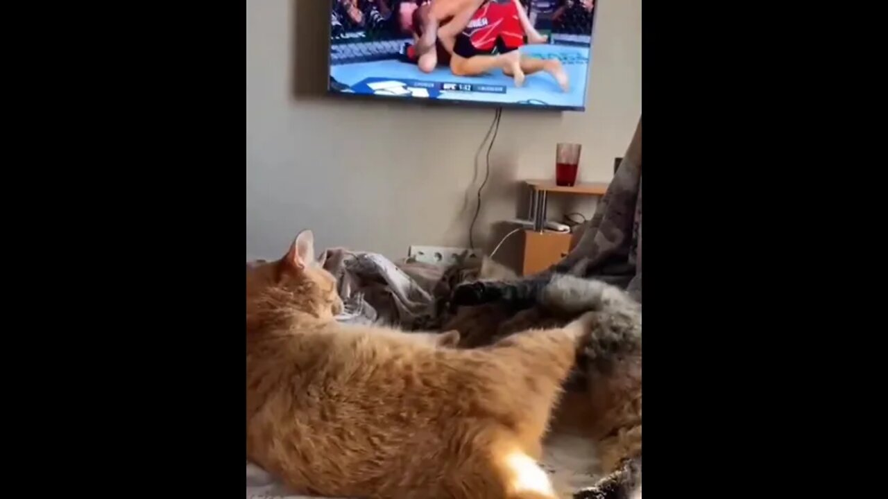 UFC Cats Fighting