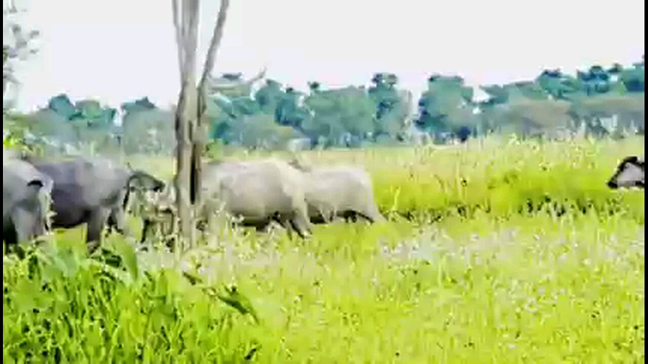Village life in India