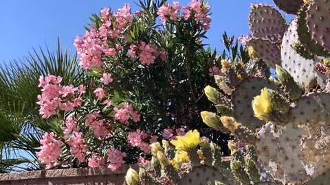 A mid morning walk through my Sonoran Desert community Tucson Arizona