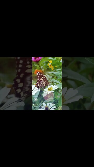 1 Minute Meditation I'M GRATEFUL FOR A MOTIVATING DAY #shorts #youtubeshorts #1minutemeditation #zen