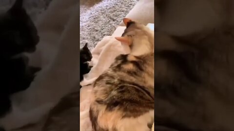 funny cat videos | cute cat videos| cute animals funny cats #shorts #shortsfunny #cutecat #funnycat