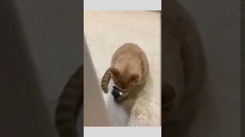 I know you're cooking...hurry it up...I'm waiting...😂😸🔊