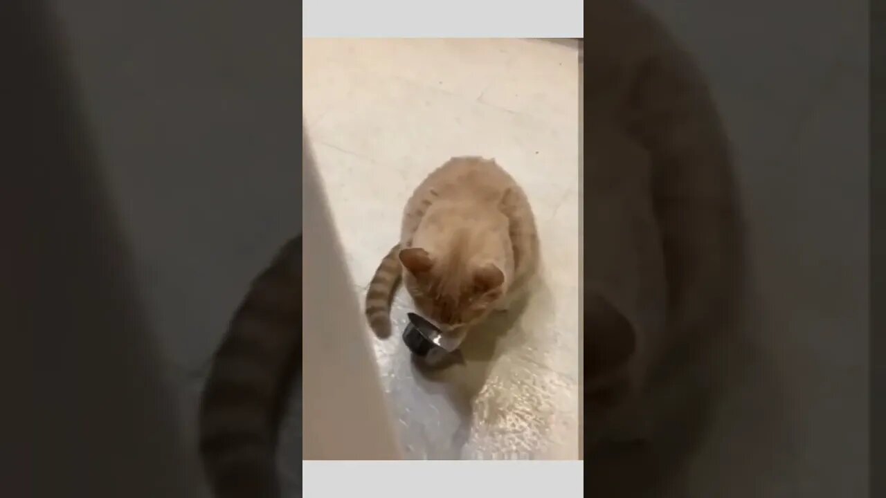 I know you're cooking...hurry it up...I'm waiting...😂😸🔊