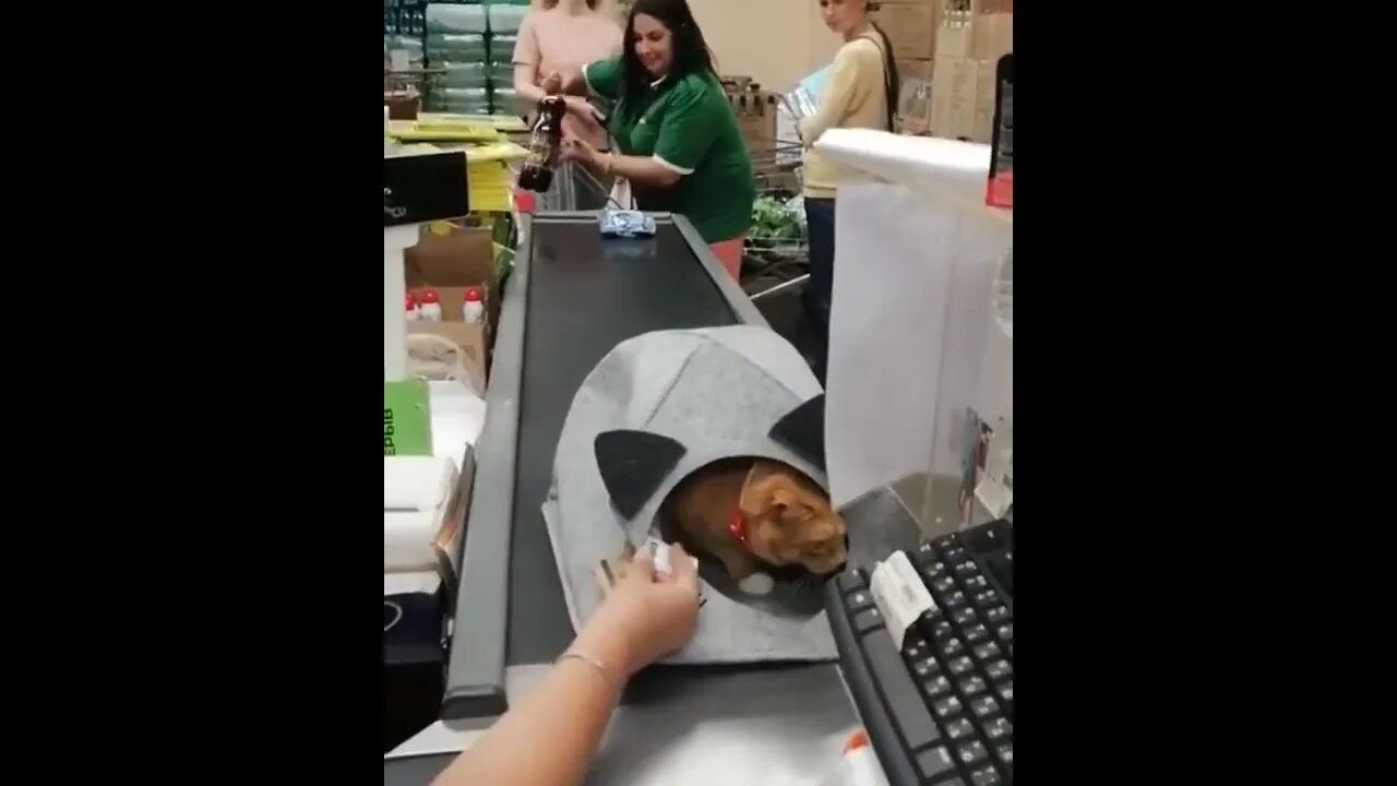 This is mine..🐈🏡😅 #shorts #cat #tiktok