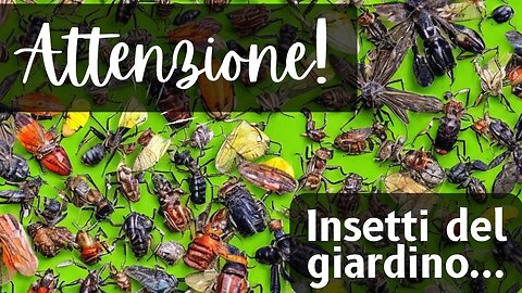 🐛 Insetti del giardino a cui devi prestare attenzione