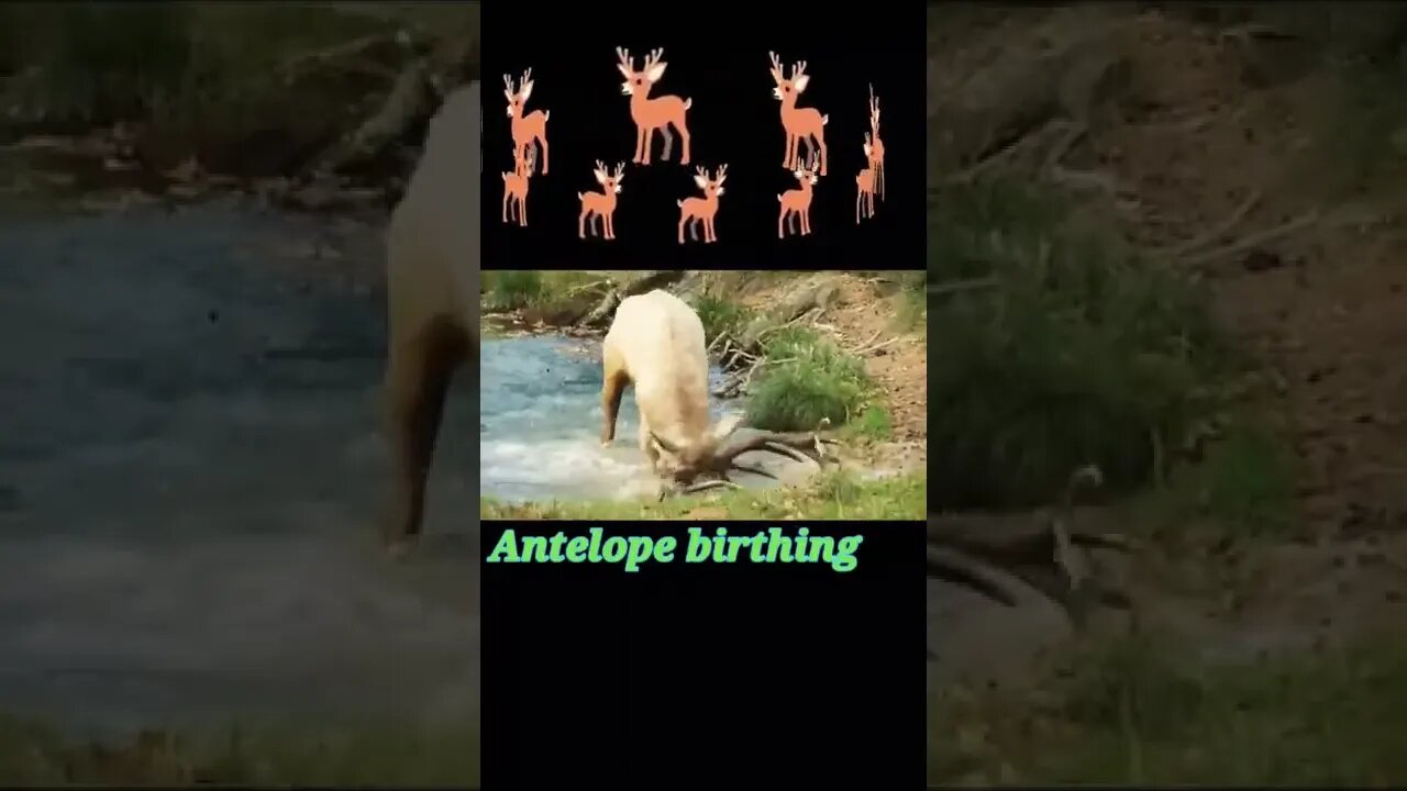 Antelope birthing 2022©#shorts #youtubeshorts #shortvideo