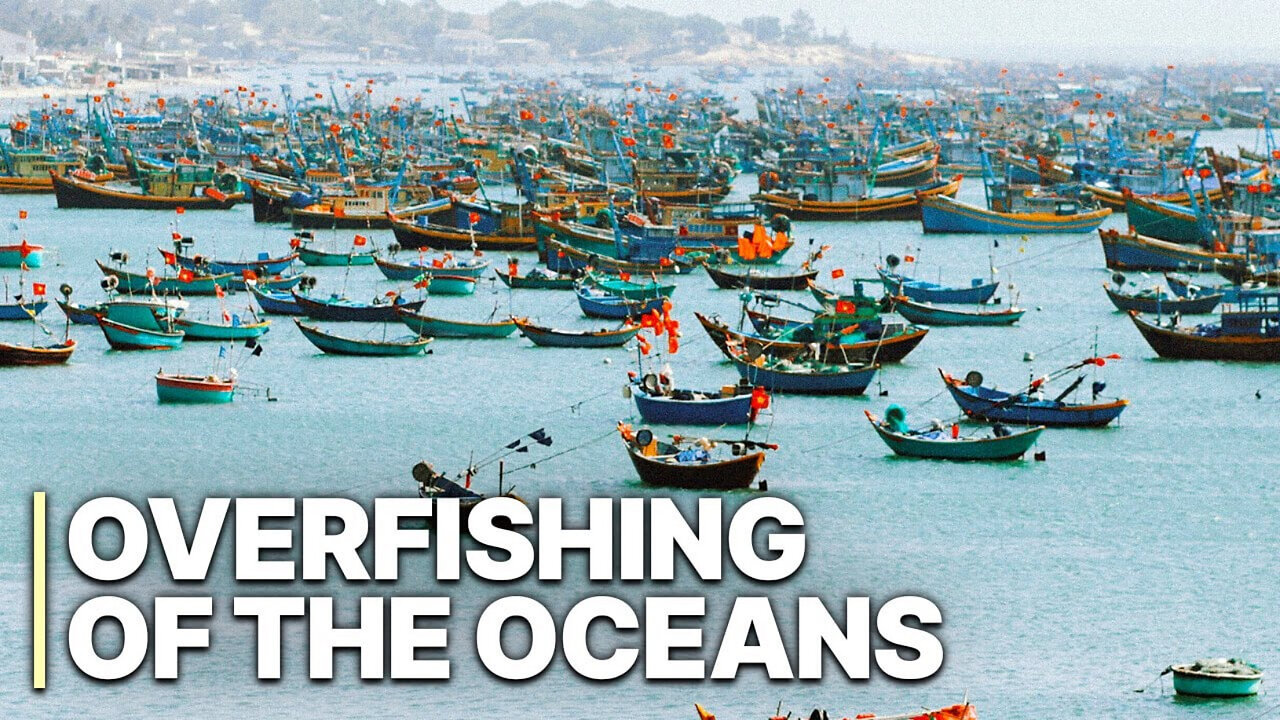 The End of the Line - Overfishing of our Oceans Crisis - Illegal Fishing - (2023) HaloRockDocs