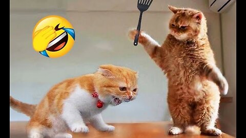 Funniest Animals 2023 😂 New Funny Cats and Dogs Videos 😻🐶 Part 1