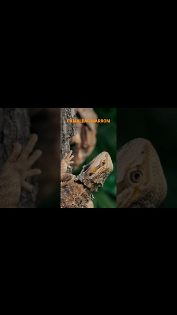 NO REINO DOS ANIMAIS.