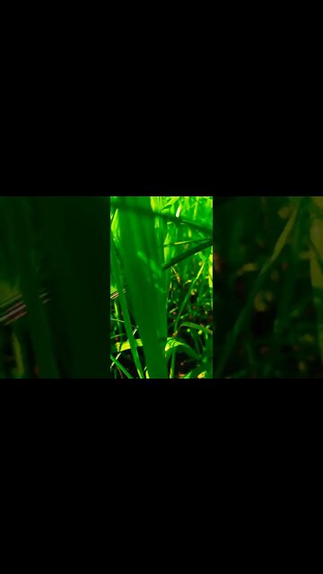 baalam thanedar #shorts #shorts