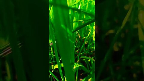 baalam thanedar #shorts #shorts