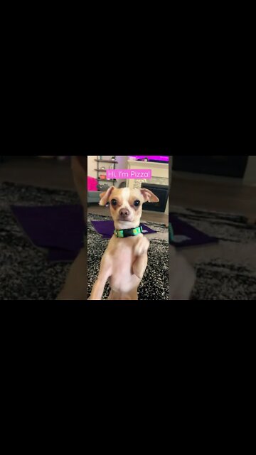 Hi. This is Pizza the Chihuahua